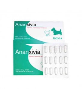 Ananxivia Chat/Petit Chien