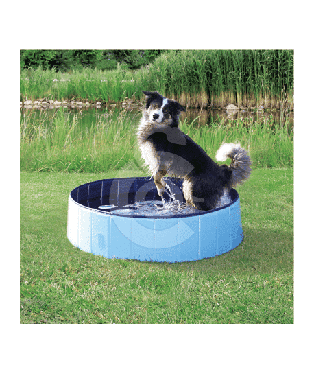 Piscine pour chien