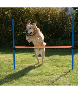 Agility : Obstacle Dog Activity