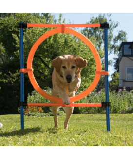 Agility : Anneau Dog Activity