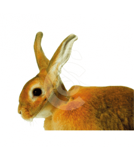 Carcan pour lapin UU