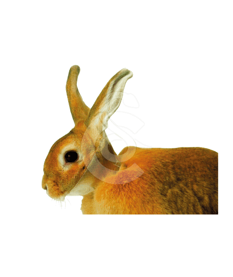 Carcan pour lapin UU