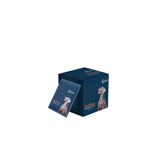 Toniflore Chien