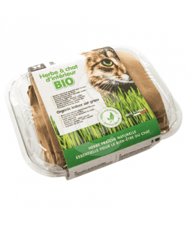 Herbe à chat Bio à ensemencer