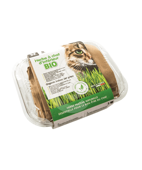 Herbe à chat Bio à ensemencer