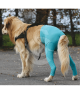 Gilet Protection arrière VetMedCare pour chien
