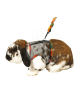 Harnais pour lapin