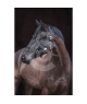 Licol Classic en nylon pour chevaux