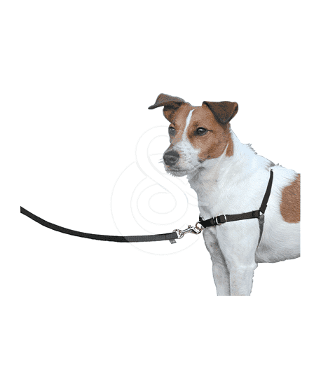 Harnais Easy Walk