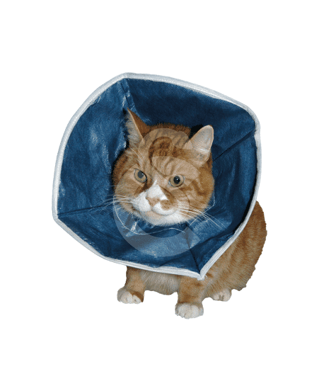 Carcan souple Buster Soft Collar UU