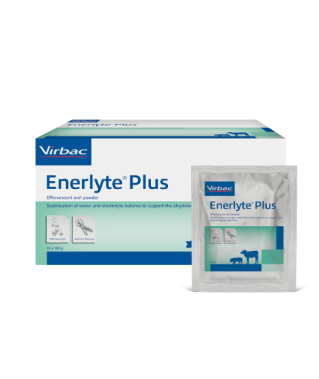 Enerlyte Plus