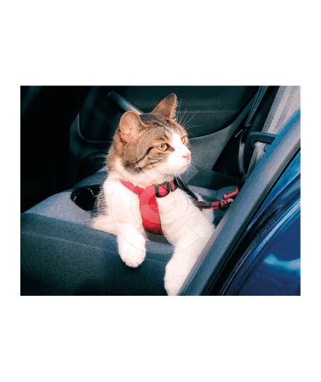 Harnais de sécurité voiture pour chat