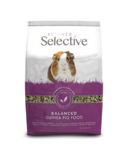 Selective Guinea Pig (Cochon d'Inde)