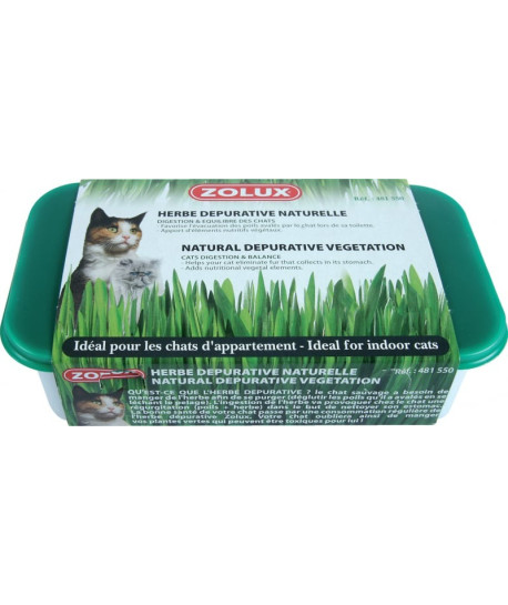 Herbe à chat en barquette