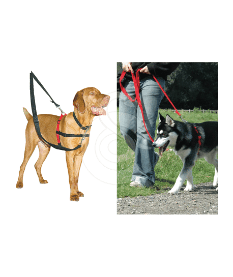 Harnais Halti Front Control