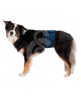 Bande ventrale pour chien mâle