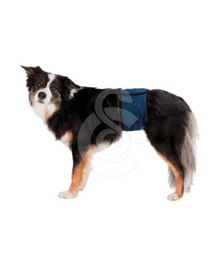 Bande ventrale pour chien mâle