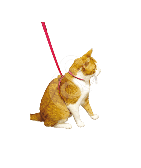 Harnais Chat Pop