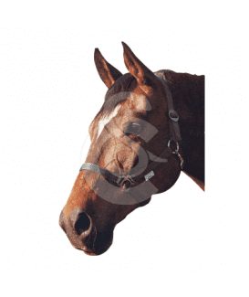 Licol Classic en nylon pour chevaux