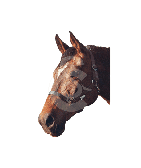 Licol Classic en nylon pour chevaux