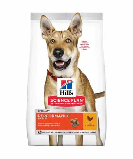 Chien Adult Performance