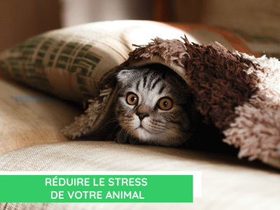  Réduire le stress de votre animal