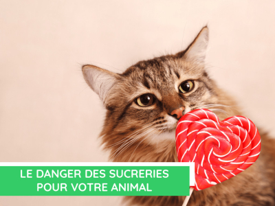 Le danger des sucreries pour votre animal