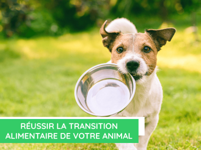 Réussir la transition alimentaire de votre animal