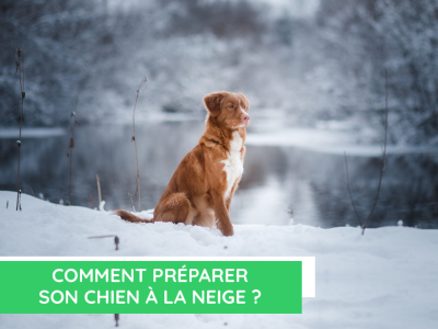 Comment préparer son chien à la neige ?