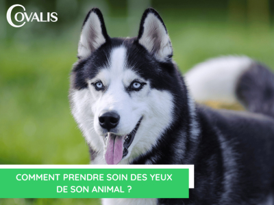  Comment prendre soin des yeux de son animal ?
