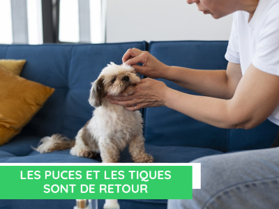 Les puces et les tiques sont de retour