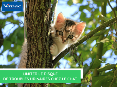  Limiter le risque de troubles urinaires chez le chat