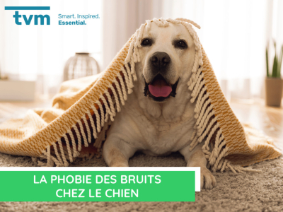  La phobie des bruits chez le chien