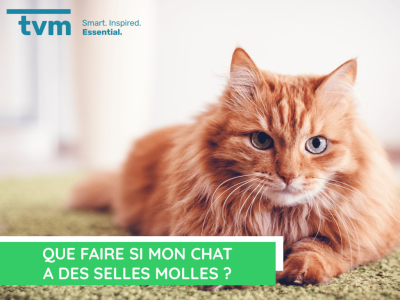  Que faire si mon chat a des selles molles ?