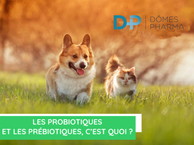   Les probiotiques et les prébiotiques, c'est quoi ?