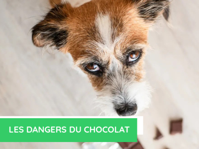   Les dangers du chocolat