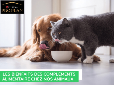 Les bienfaits des compléments alimentaires chez nos animaux