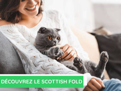 Découvrez le scottish fold