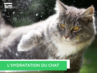  L'hydratation du chat
