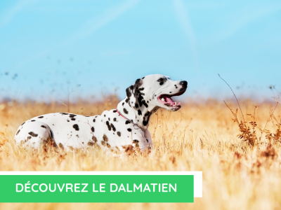  Découvrez le dalmatien