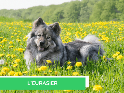  L'eurasier