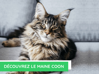  Découvrez le maine coon