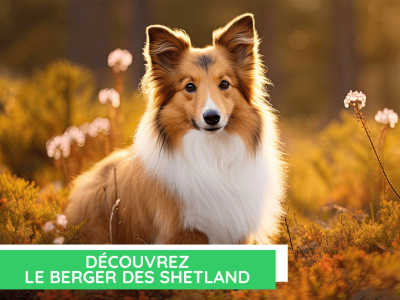 Découvrez le berger des shetland