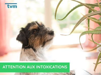 Attention aux intoxications