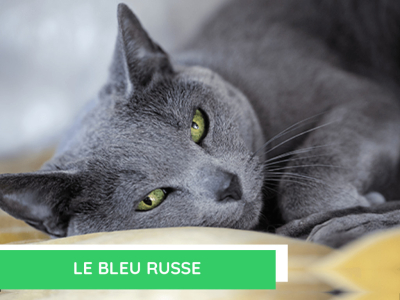 Le bleu russe