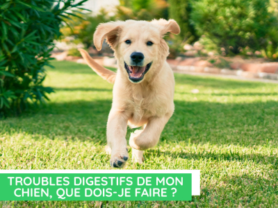 Troubles digestifs de mon chien, que dois-je faire ?