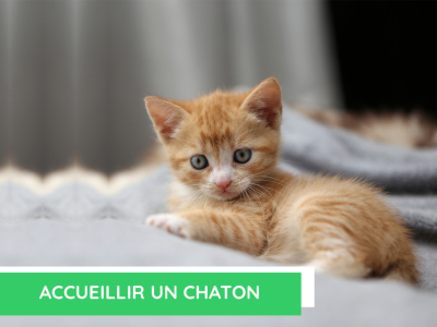  Accueillir un chaton : ses premiers jours chez vous