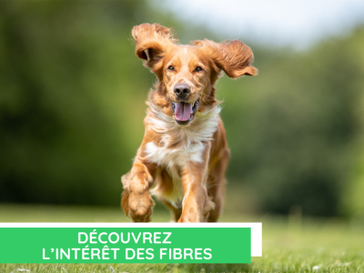  L'intérêt des fibres