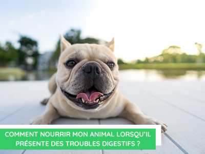  Comment nourrir mon animal lorsqu'il présente des troubles digestifs ?