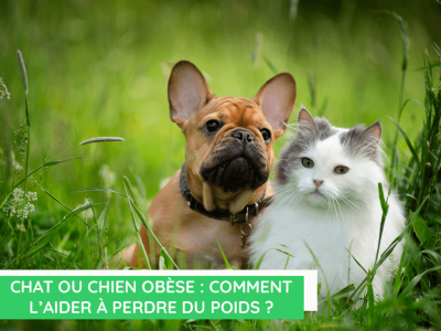  Chat ou chien obèse : comment l'aider à perdre du poids ? 